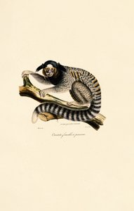 Common Marmoset (female) by Jacques Christophe Werner