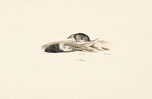 Common Shrew