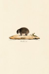 Common Wombat