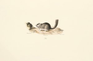 Coypu