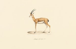 Dorcas Gazelle (Male)