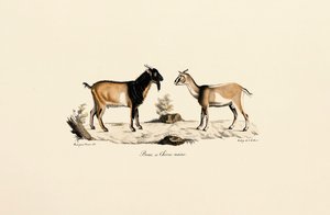 Dwarf Buck and Dwarf Goat