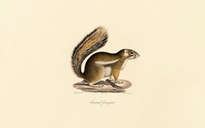 Eastern Chipmunk