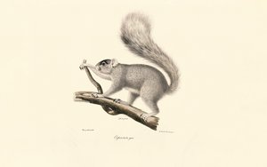 Eastern Gray Squirrel by Jacques Christophe Werner