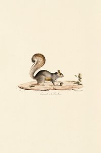 Eastern Gray Squirrel