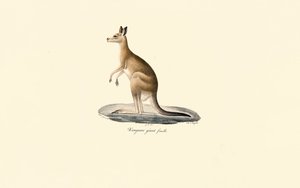 Eastern Grey Kangaroo