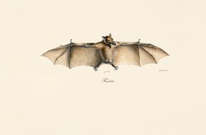 Egyptian Fruit Bat by Jacques Christophe Werner