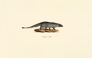 Egyptian Mongoose