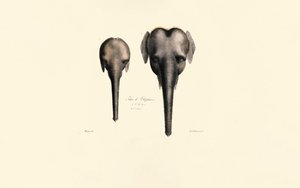 Elephant Heads Comparison by Jacques Christophe Werner