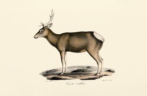 Male Elk