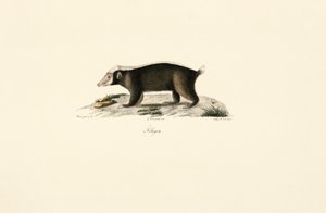 European Badger