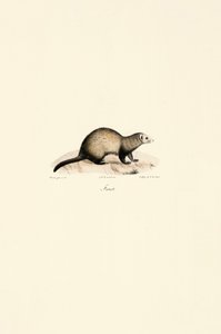 European Ferret