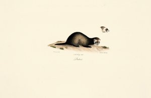 European Polecat