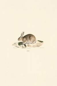 European Rabbit by Jacques Christophe Werner