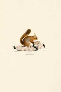 European Red Squirrel