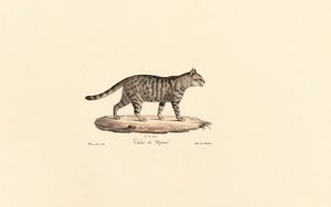 European Wildcat
