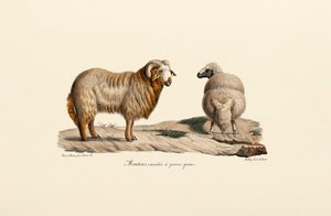 Fat-tailed Sheep