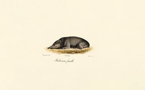 Female Babirusa by Jacques Christophe Werner