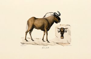 Female Blue Wildebeest