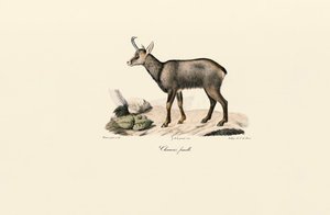 Female Chamois by Jacques Christophe Werner