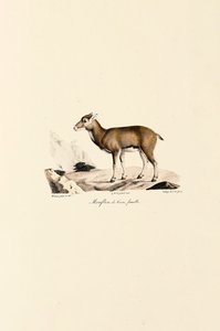 Female Corsican Mouflon