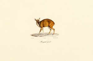 Female Muntjac
