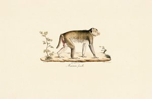 Female Night Monkey by Jacques Christophe Werner