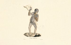 Female Orangutan by Jacques Christophe Werner
