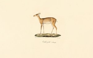 Female Oribi Antelope