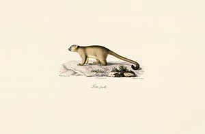 Female Ring-tailed Mongoose
