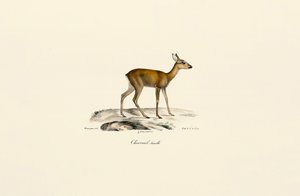Female Roe Deer