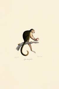 Female Tufted Capuchin