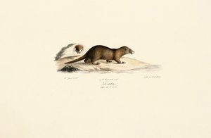 Ferret and Stone Marten