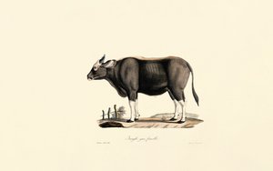 Gaur Female