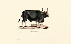 Male Gaur