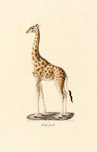 Giraffe (Female)