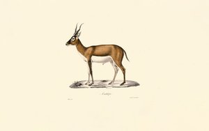 Goitered Gazelle