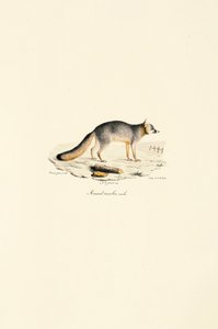 Male Gray Fox