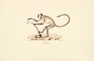 Gray Hanuman Langur by Jacques Christophe Werner