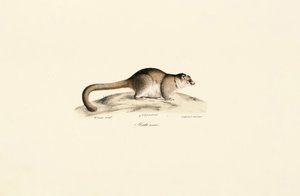 Gray Mouse Lemur by Jacques Christophe Werner