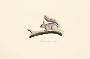 Gray Squirrel by Jacques Christophe Werner