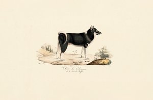 Greenland Dog