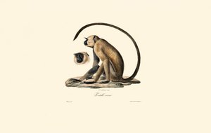 Grey Langur by Jacques Christophe Werner