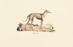 Greyhound by Jacques Christophe Werner