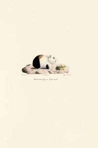 Guinea Pig by Jacques Christophe Werner