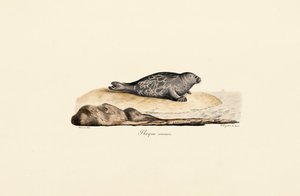 Harbor Seal