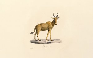 Hartebeest