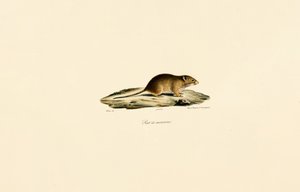 Harvest Mouse
