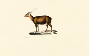 Indian Muntjac by Jacques Christophe Werner