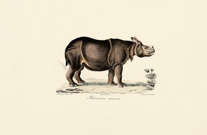 Indian Rhinoceros by Jacques Christophe Werner